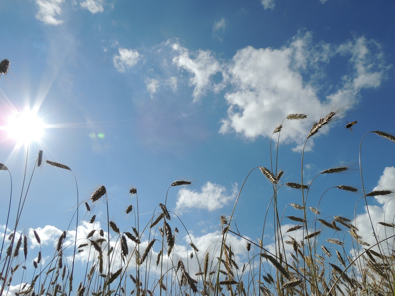 wheat wheat field grain free photo