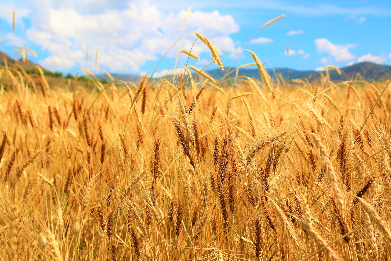 wheat  field  agriculture free photo