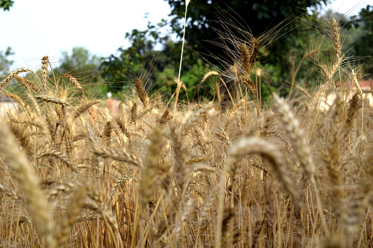 wheat  ripe  summer free photo