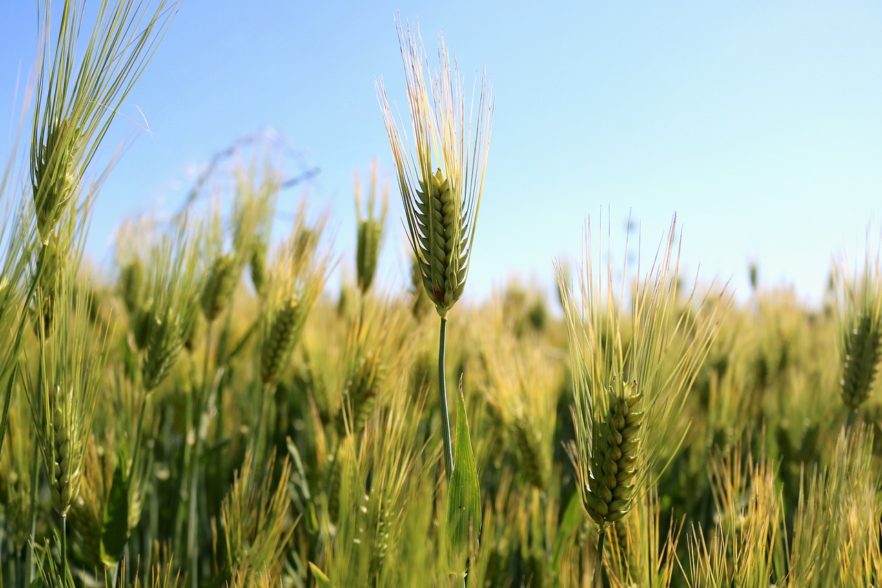 wheat  wheat field  gluten free photo