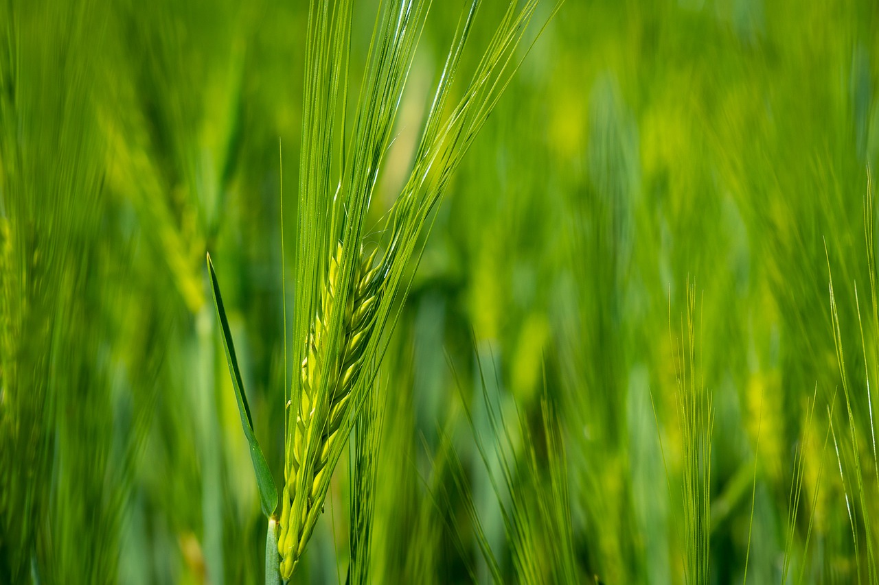 wheat  stem  agriculture free photo