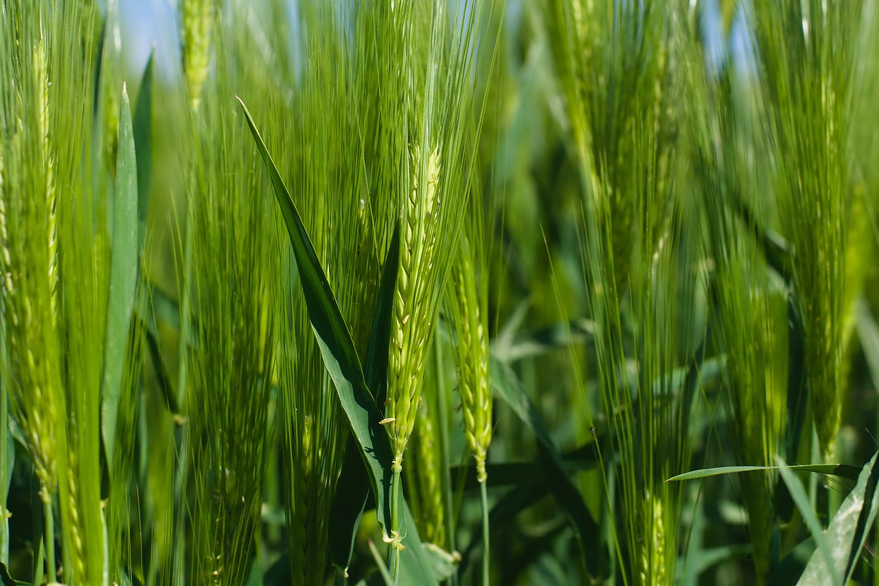 wheat  field  agriculture free photo