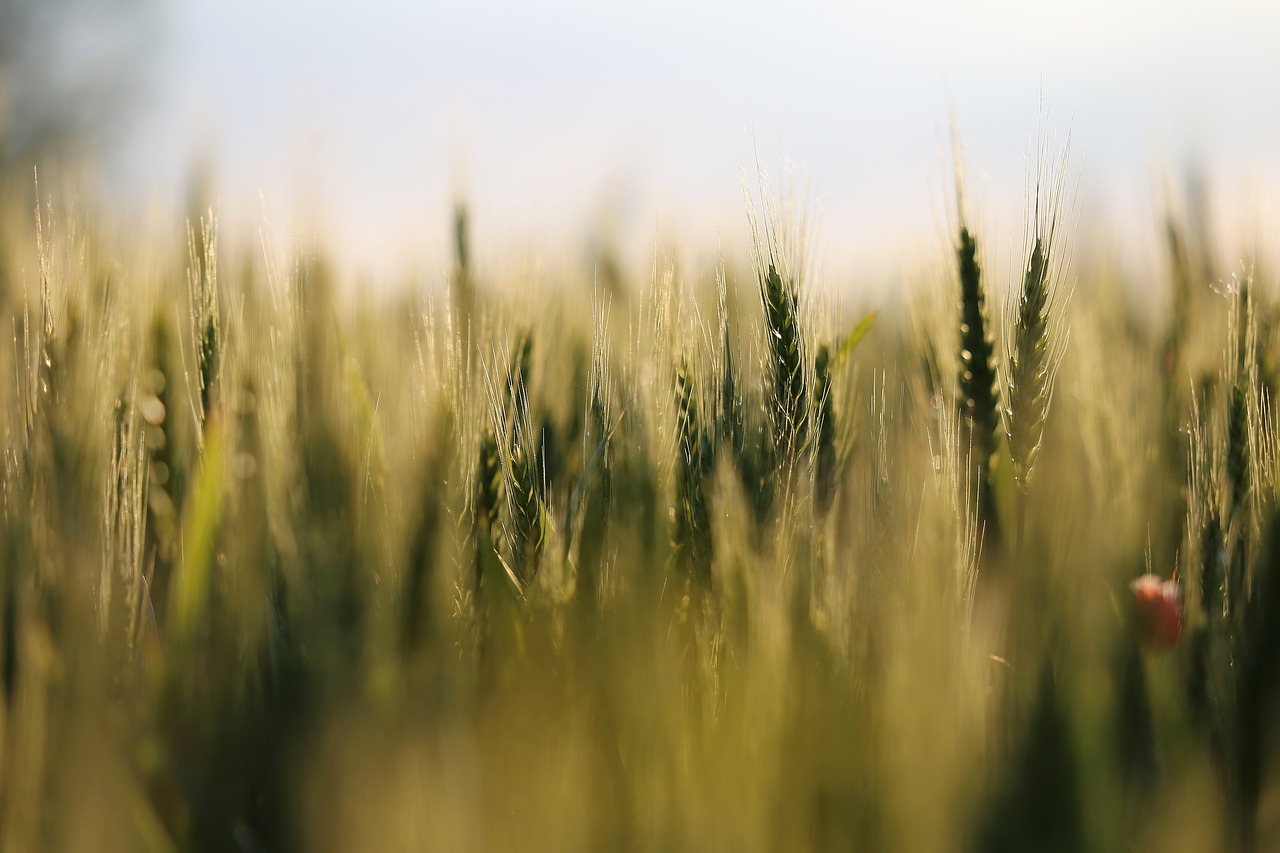 wheat  evening  meadow free photo