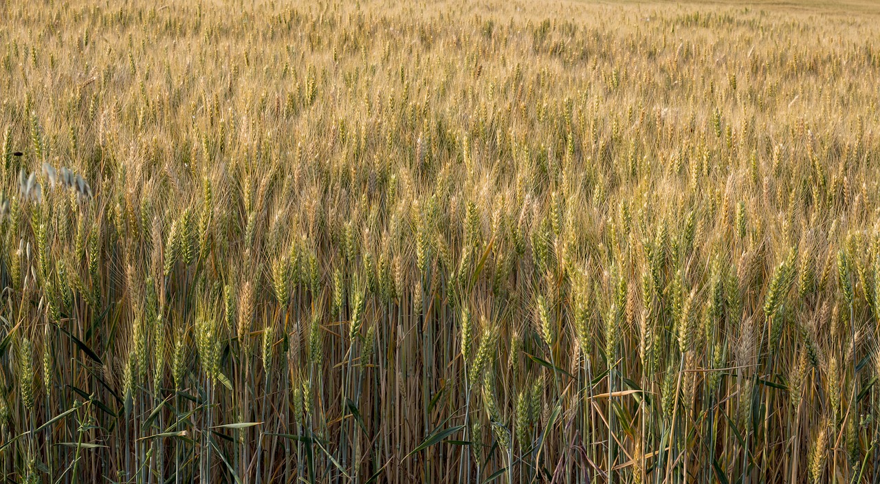 wheat  field  cereal free photo