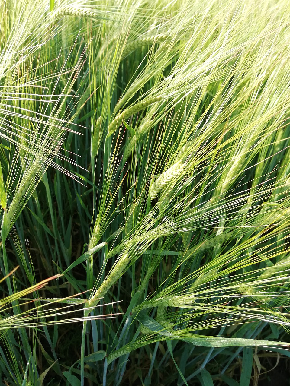 wheat  cereals  field free photo