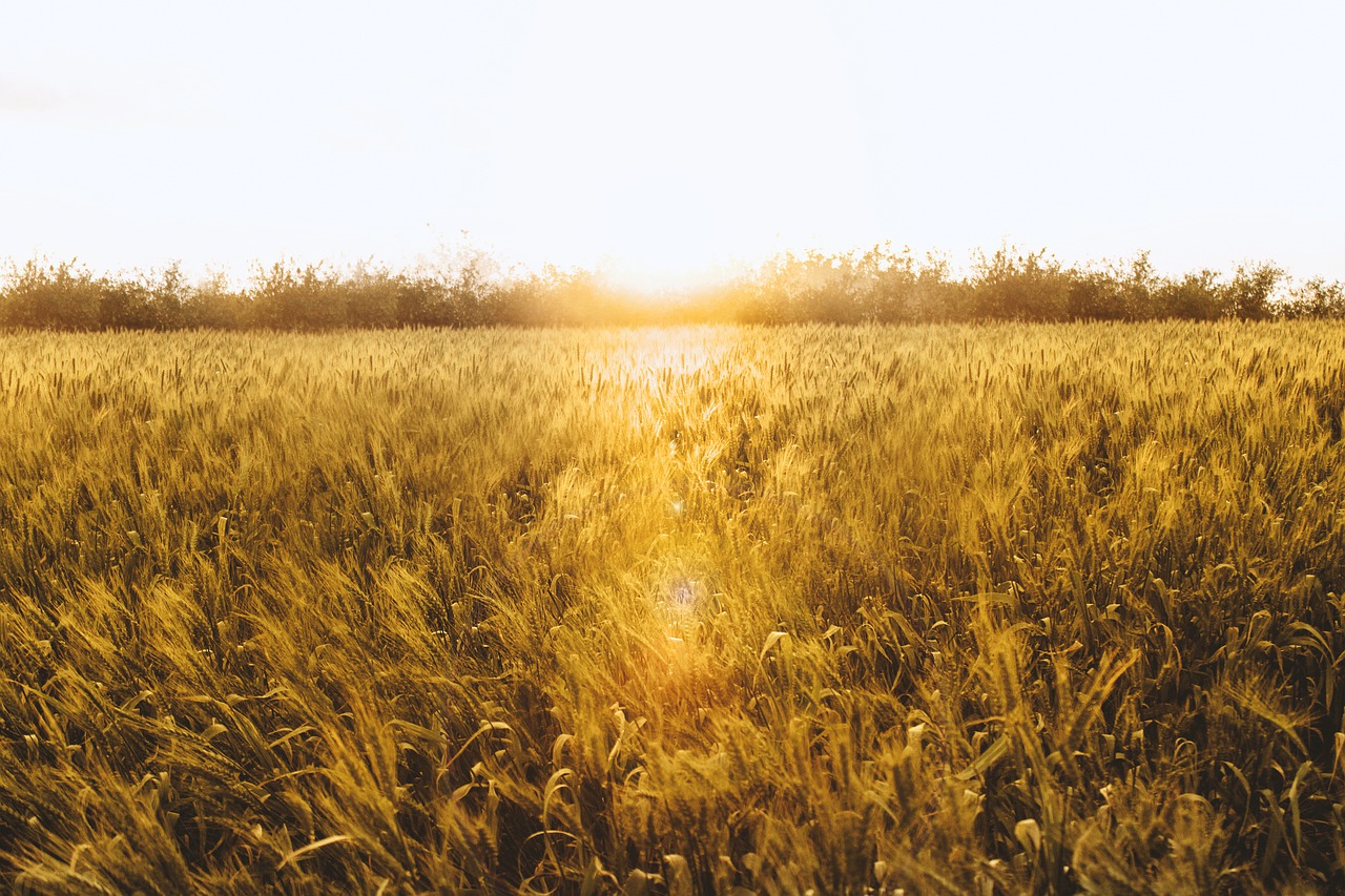 wheat  field  cornfield free photo
