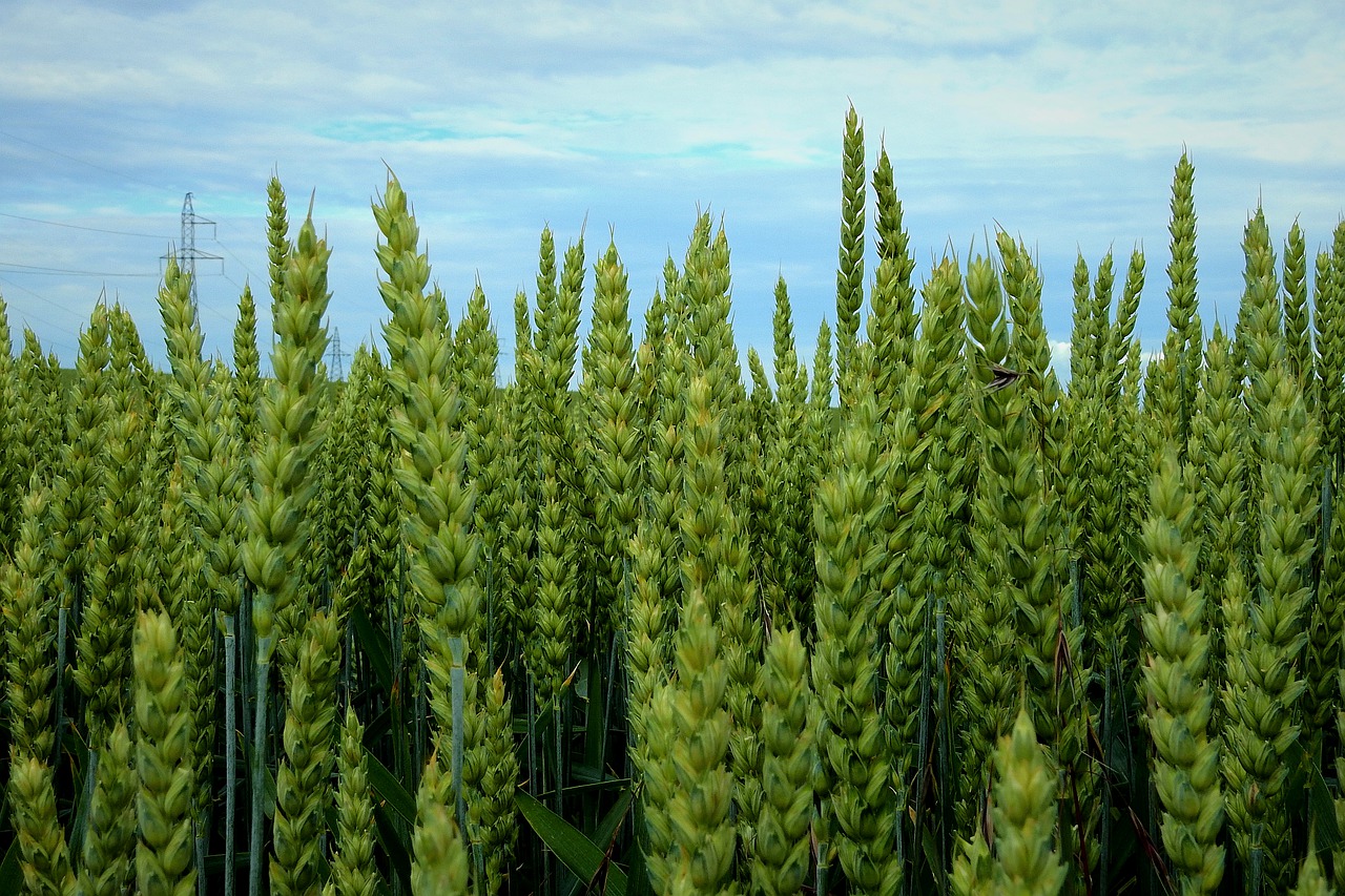 wheat  corn  agriculture free photo