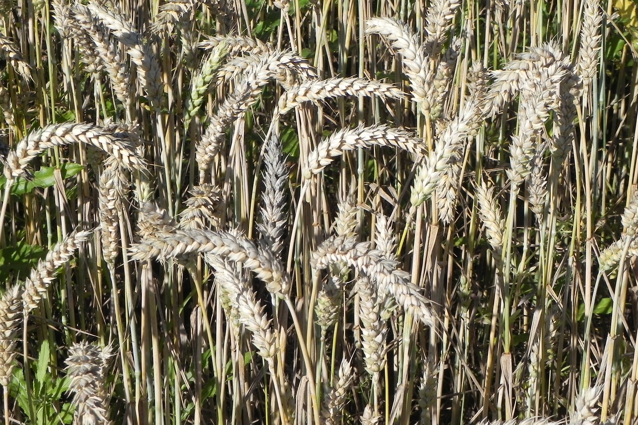 wheat field cornfield free photo