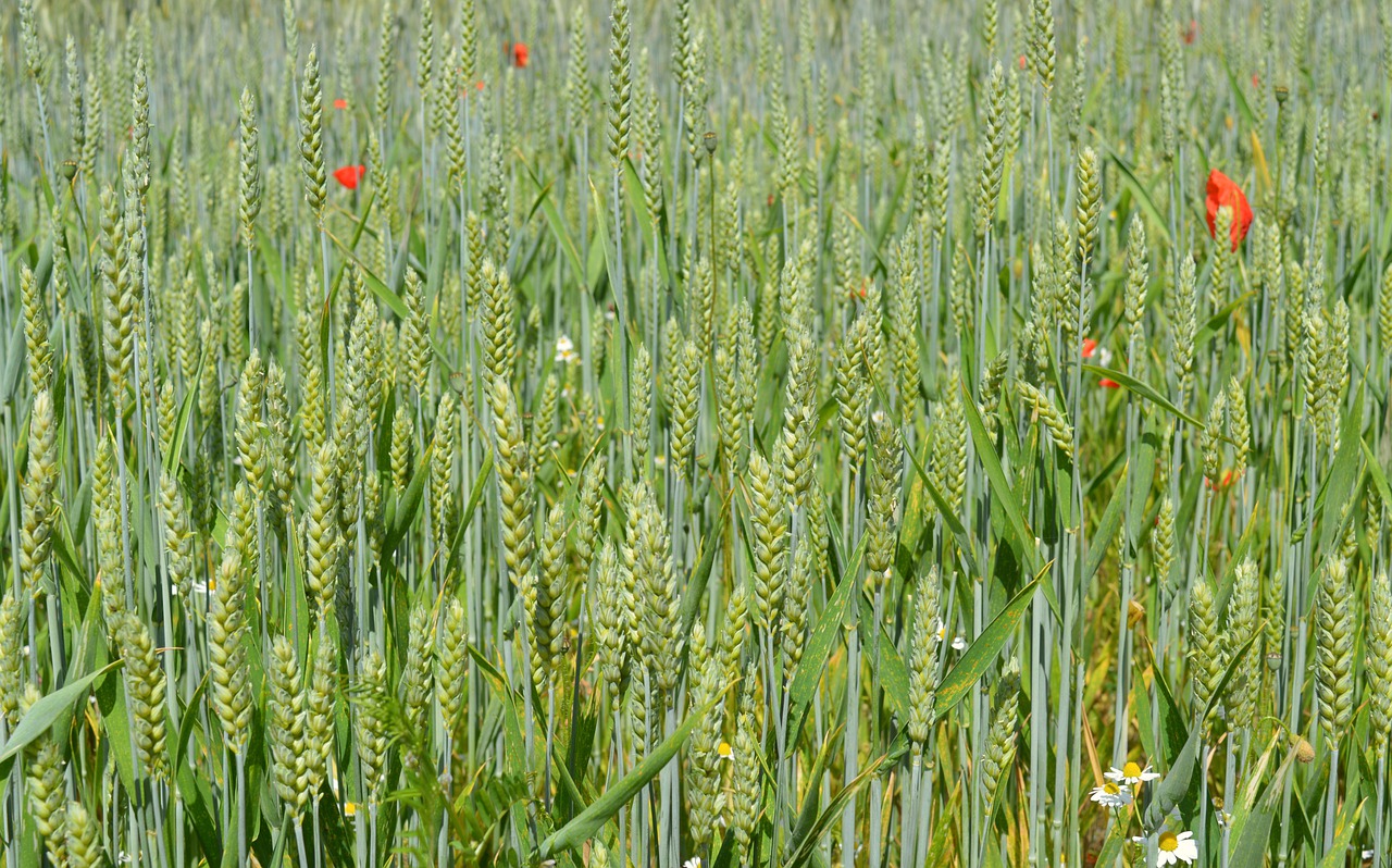 wheat  cereals  field free photo