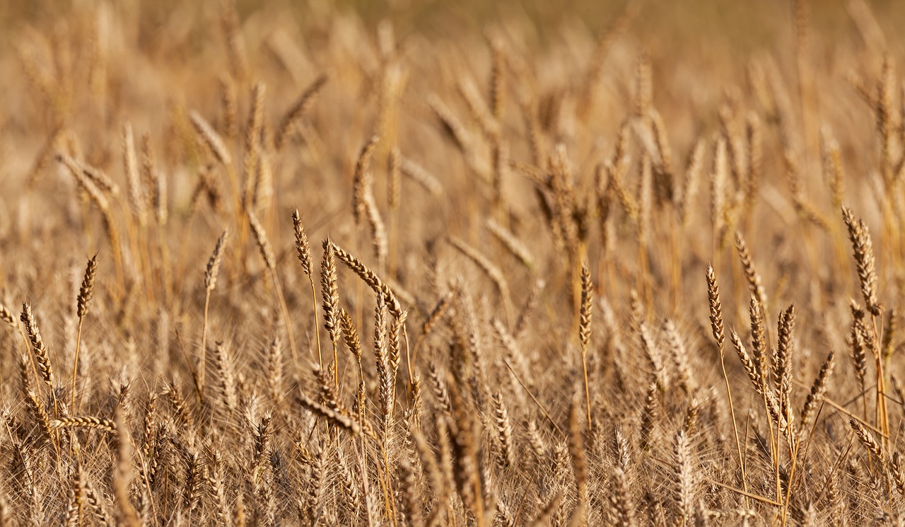 wheat  spikes  cereal free photo