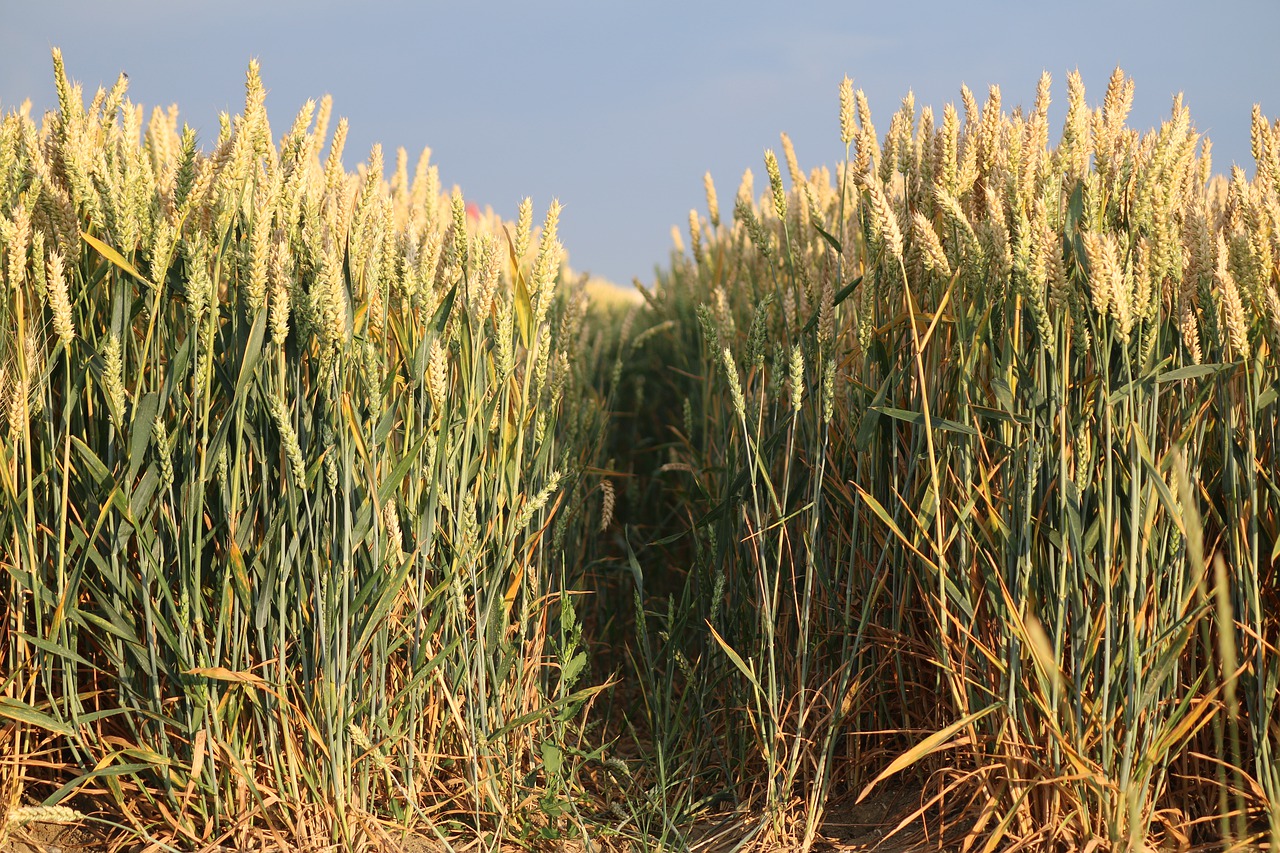 wheat  fields  cereals free photo