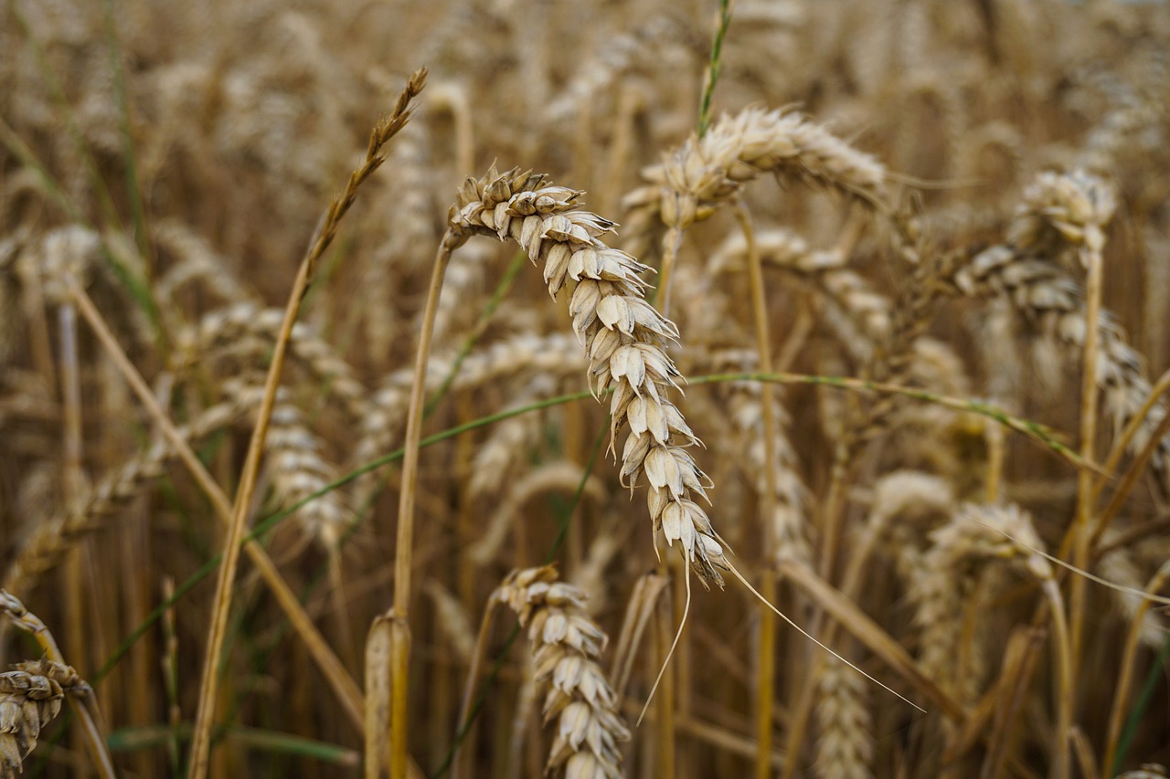 wheat  wheat field  field free photo