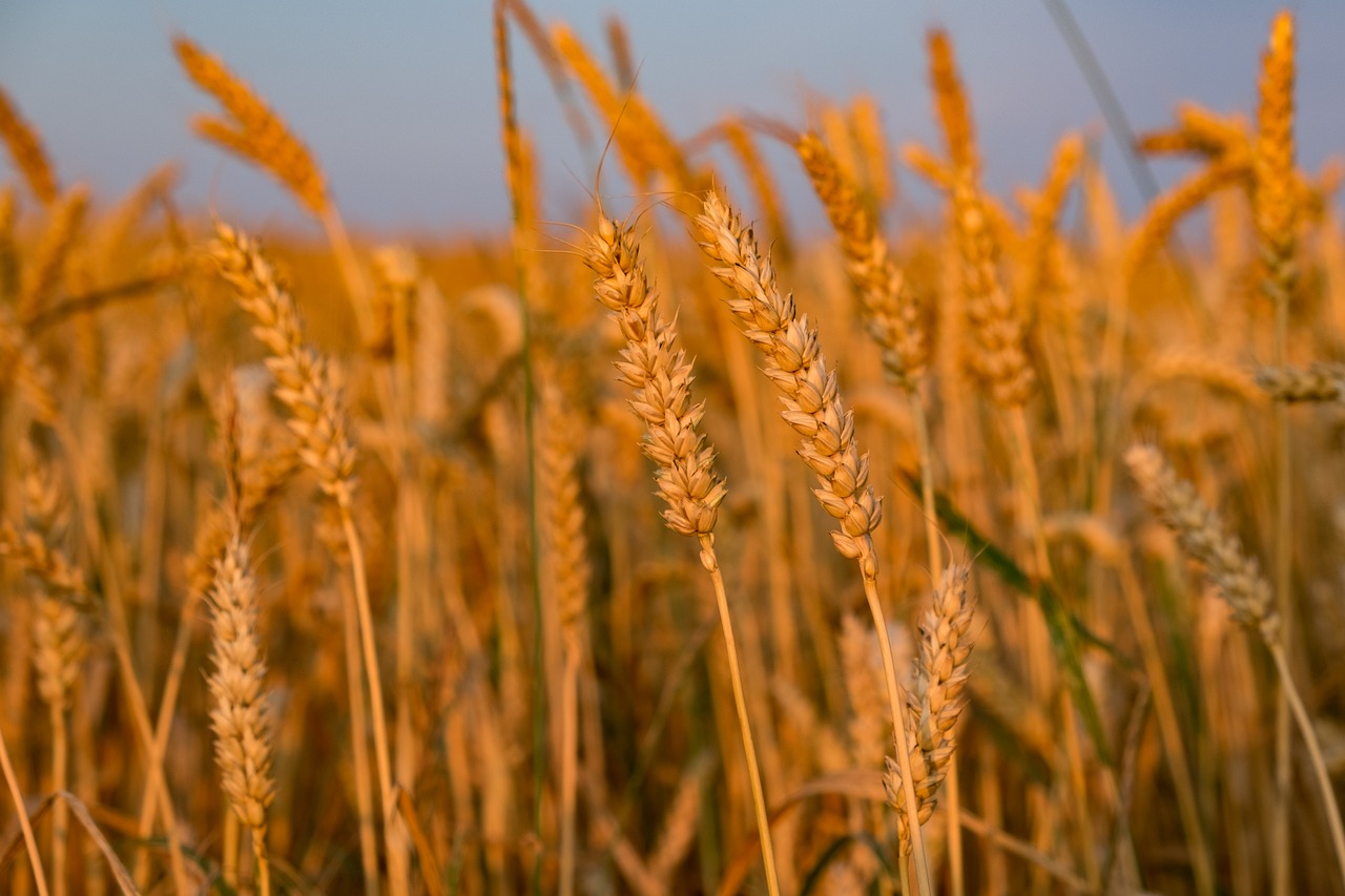 wheat  corn  harvest free photo