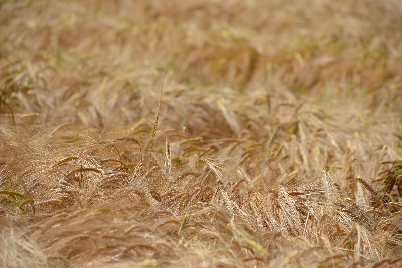 wheat field cereals free photo