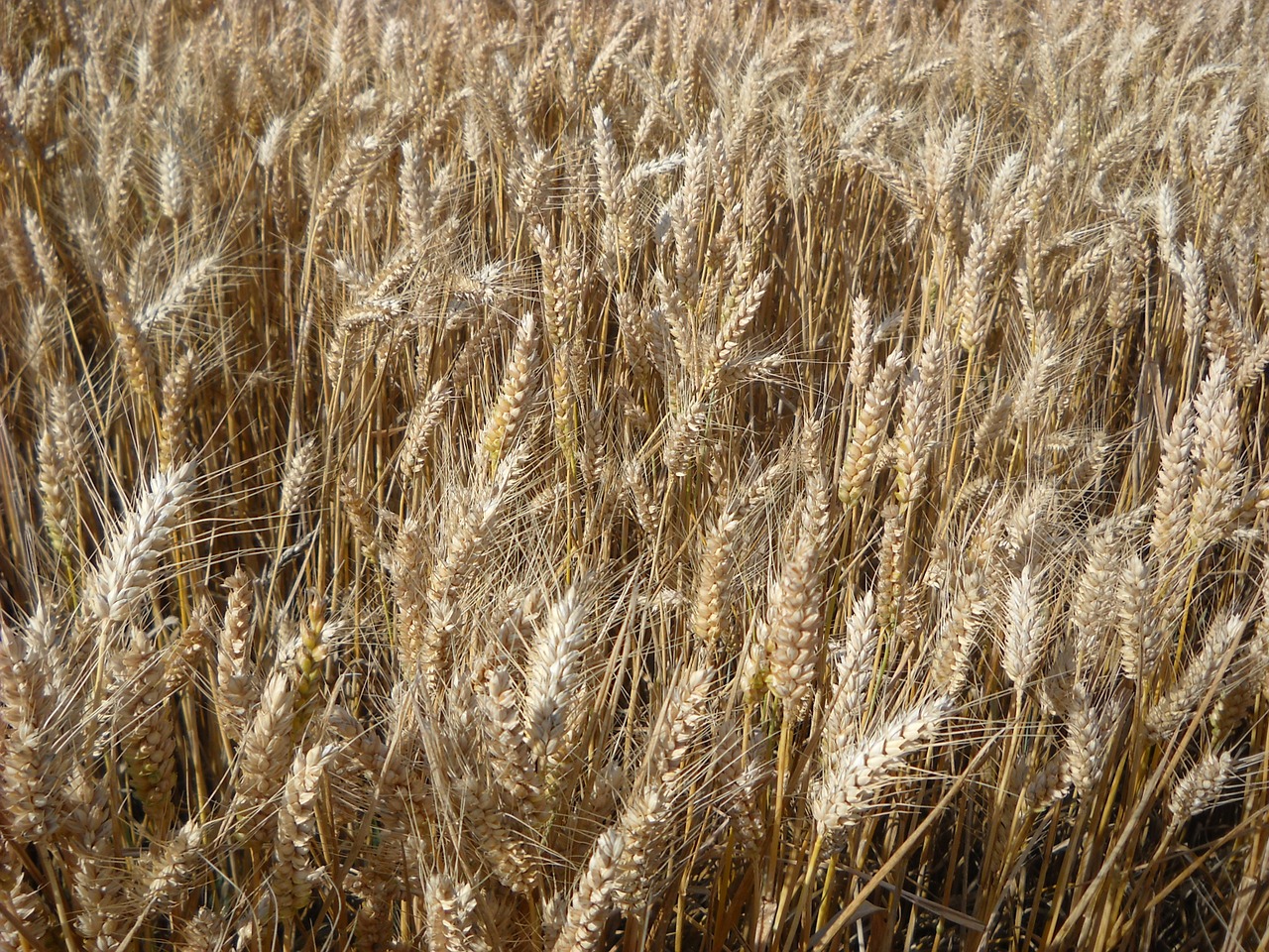 wheat cereals agriculture free photo