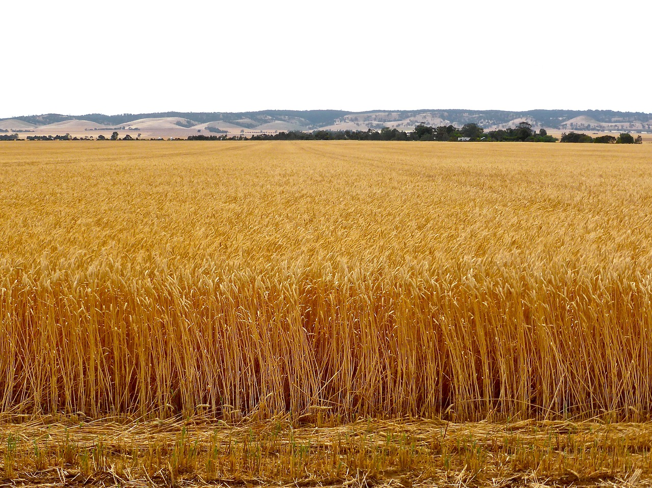 wheat crop grain free photo