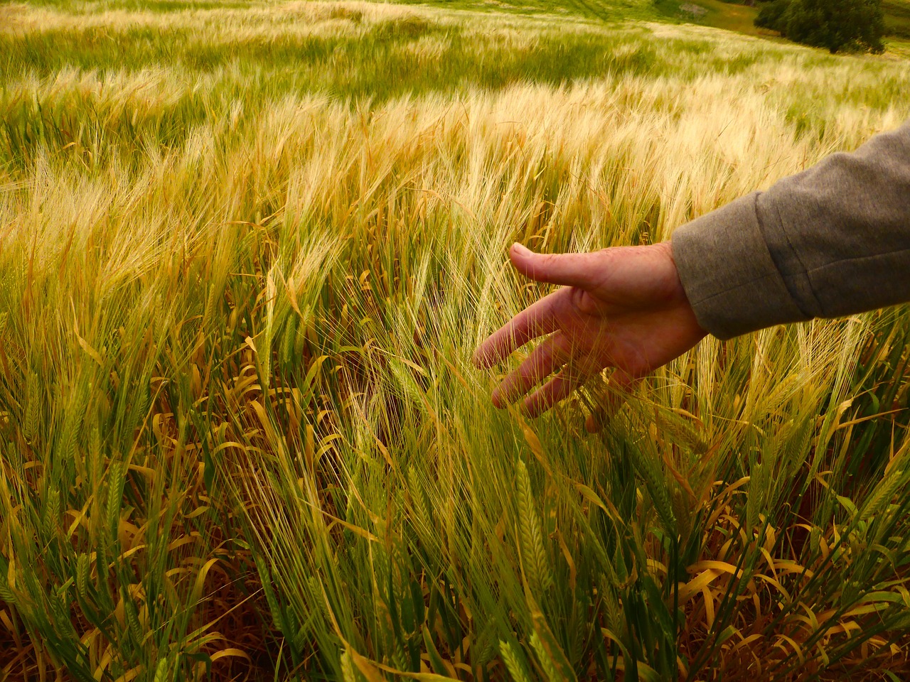 wheat hand nature free photo