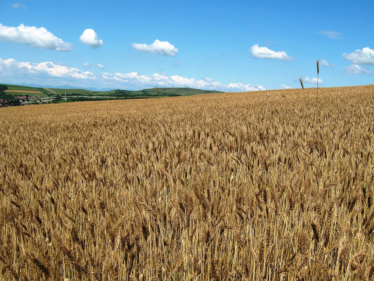 wheat ludus 2012 free photo