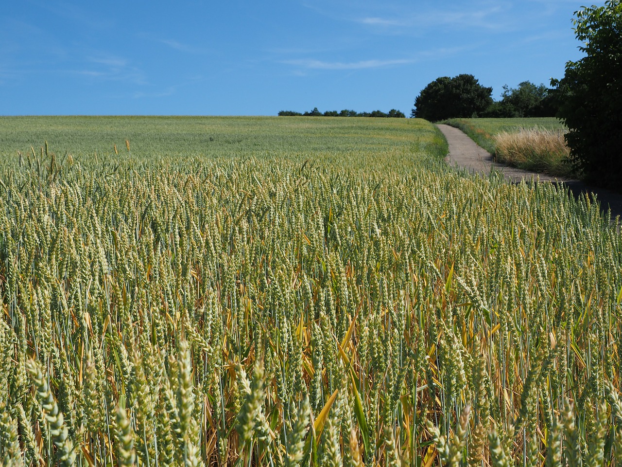 wheat wheat field cereals free photo