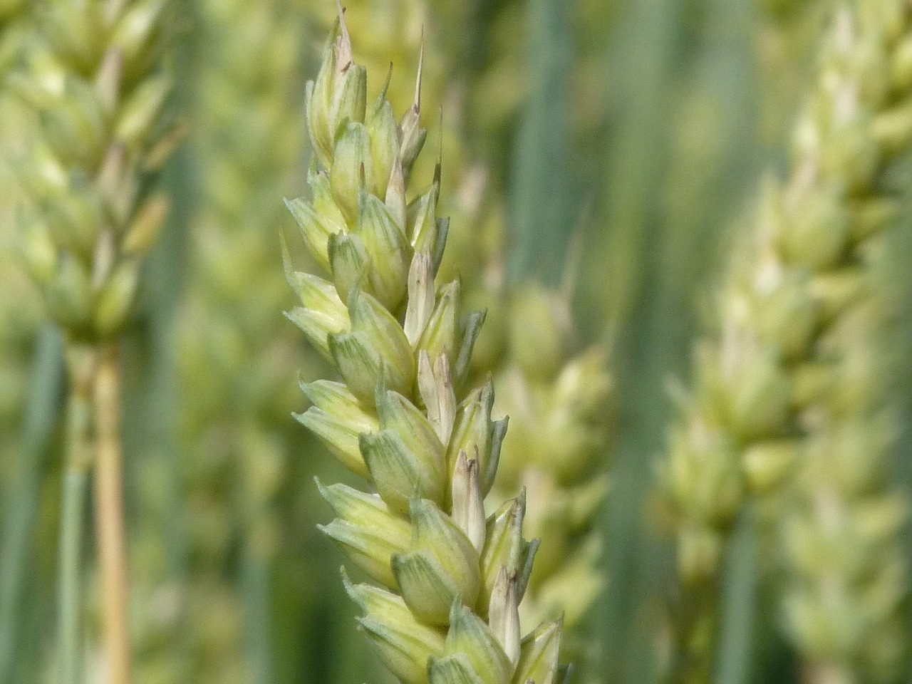 wheat ear cereals free photo