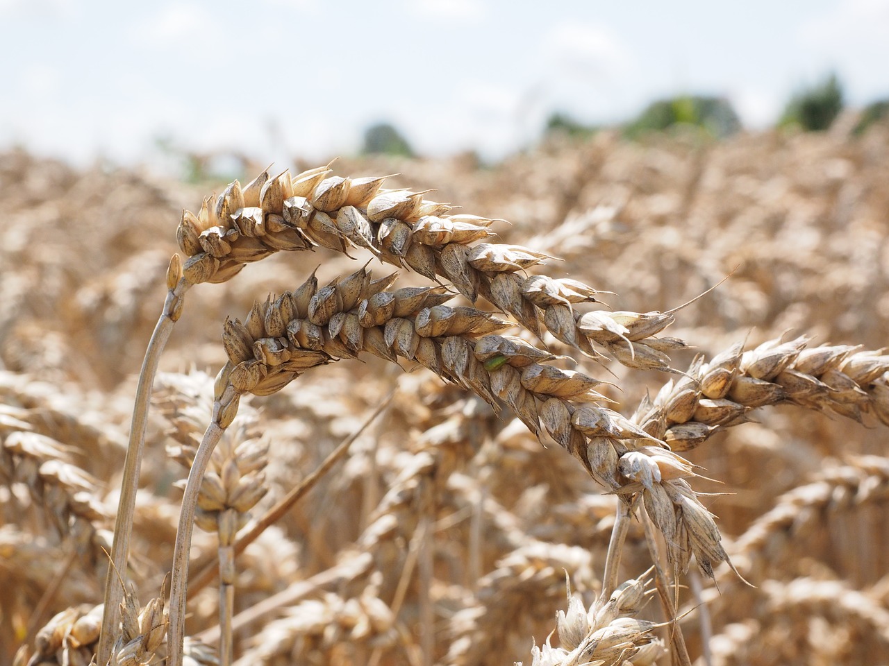 wheat grain spike free photo
