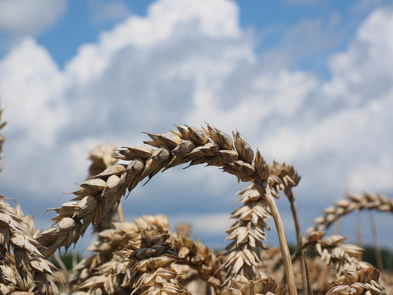 wheat spike cereals free photo