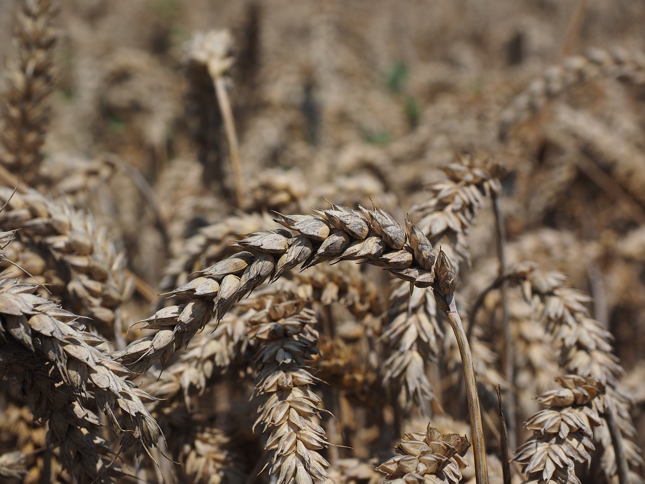 wheat spike cereals free photo