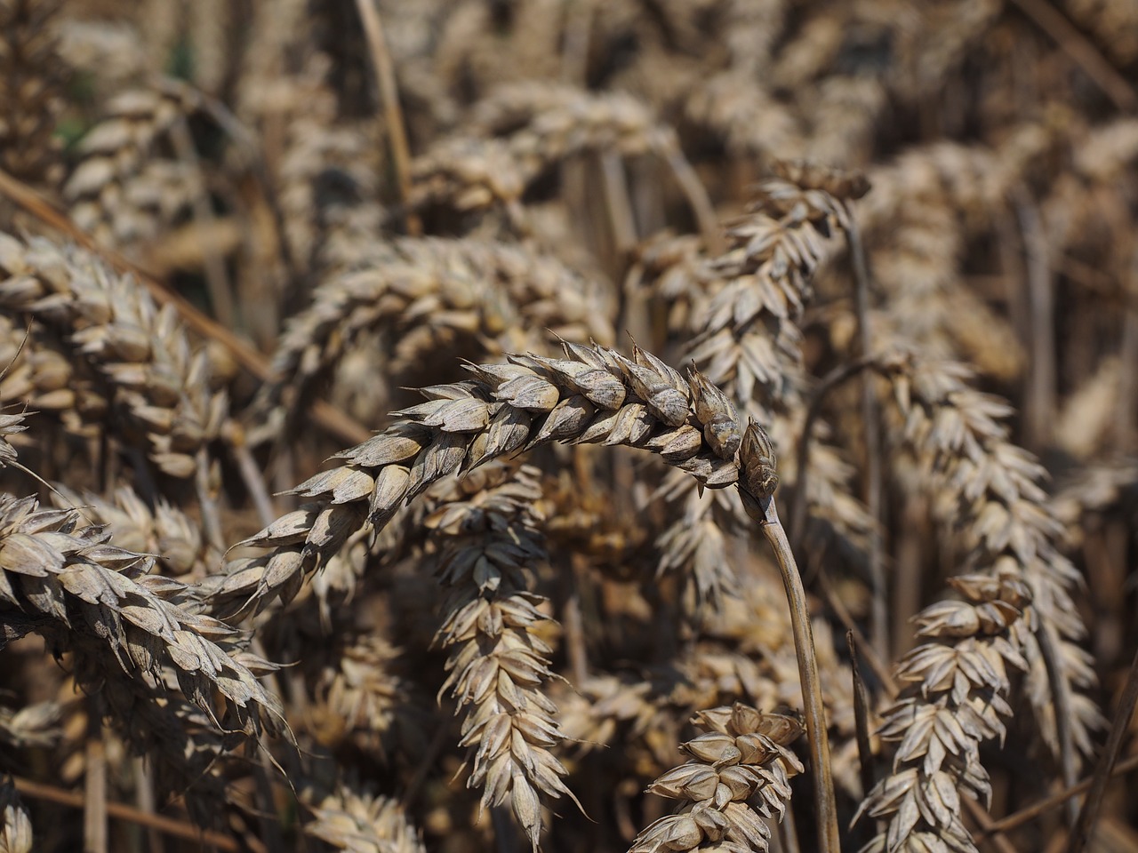 wheat spike cereals free photo