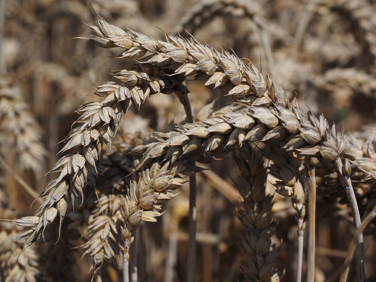 wheat spike cereals free photo