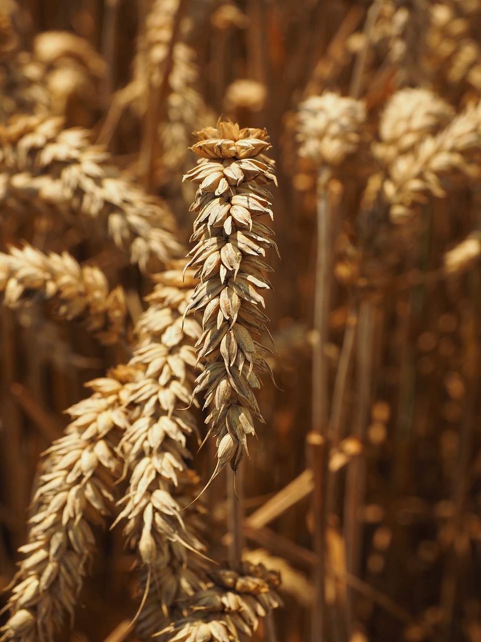 wheat spike cereals free photo