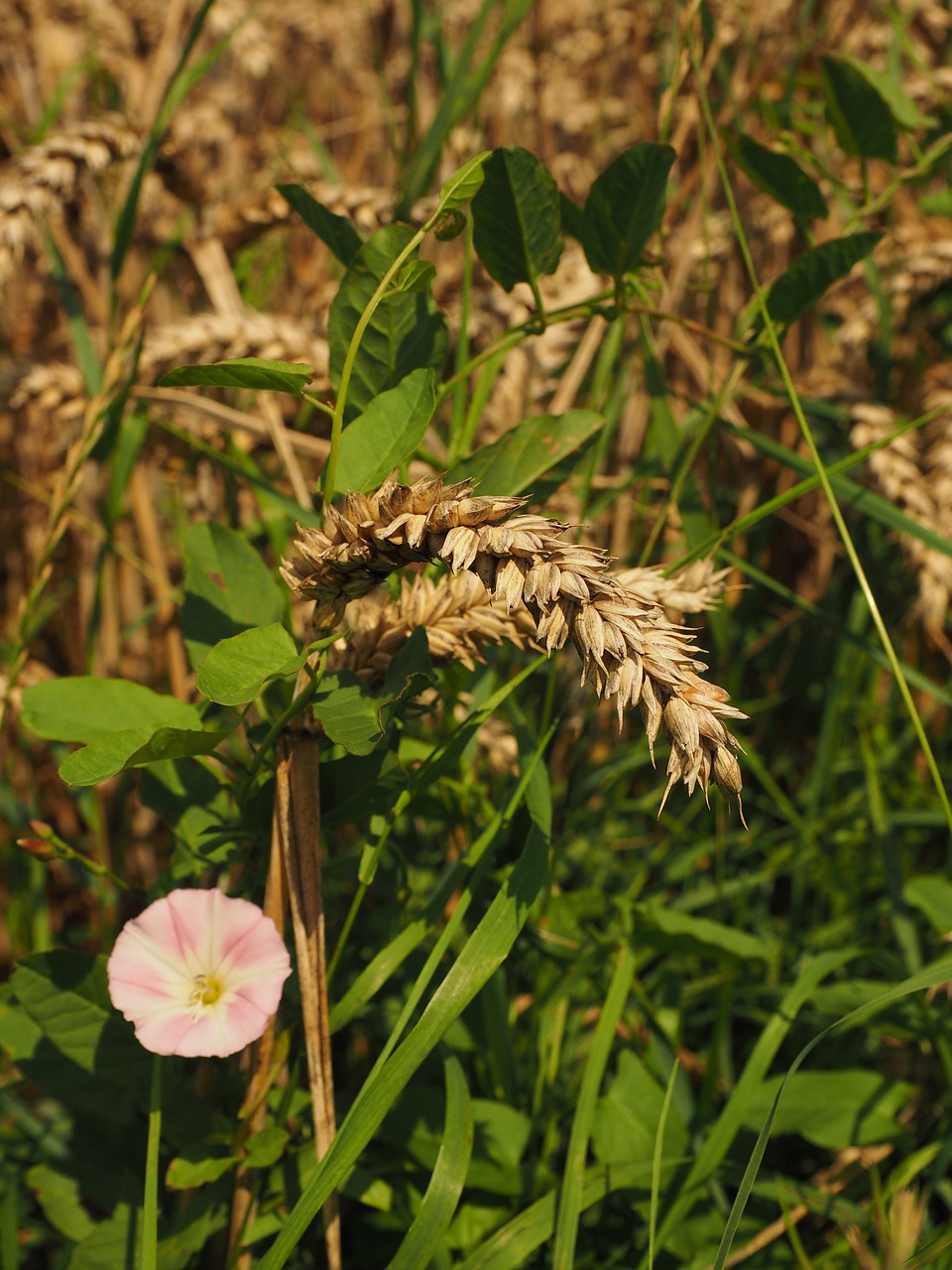 wheat field spike free photo