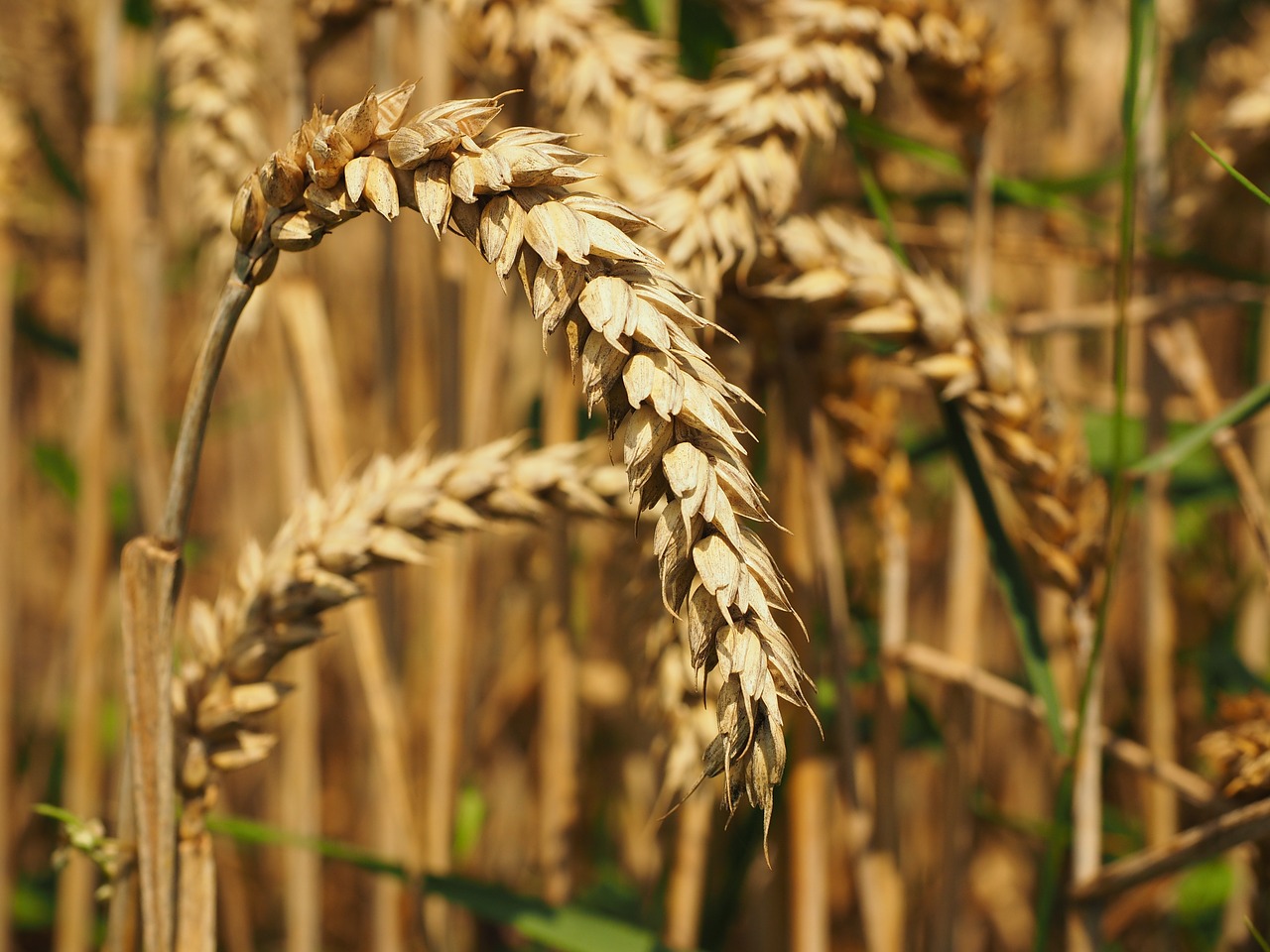 wheat bread wheat seed wheat free photo