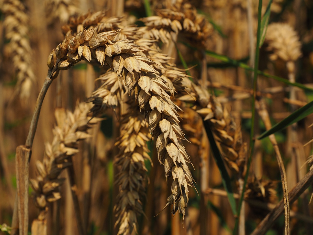 wheat spike cereals free photo