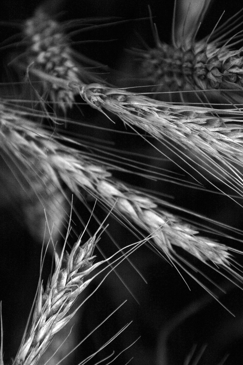 wheat cereals black and white free photo
