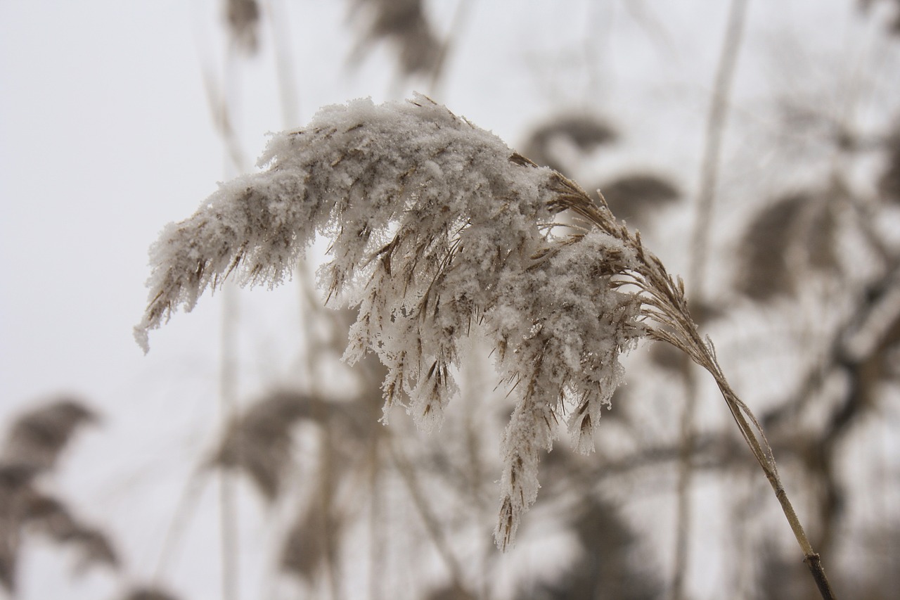wheat barley field free photo