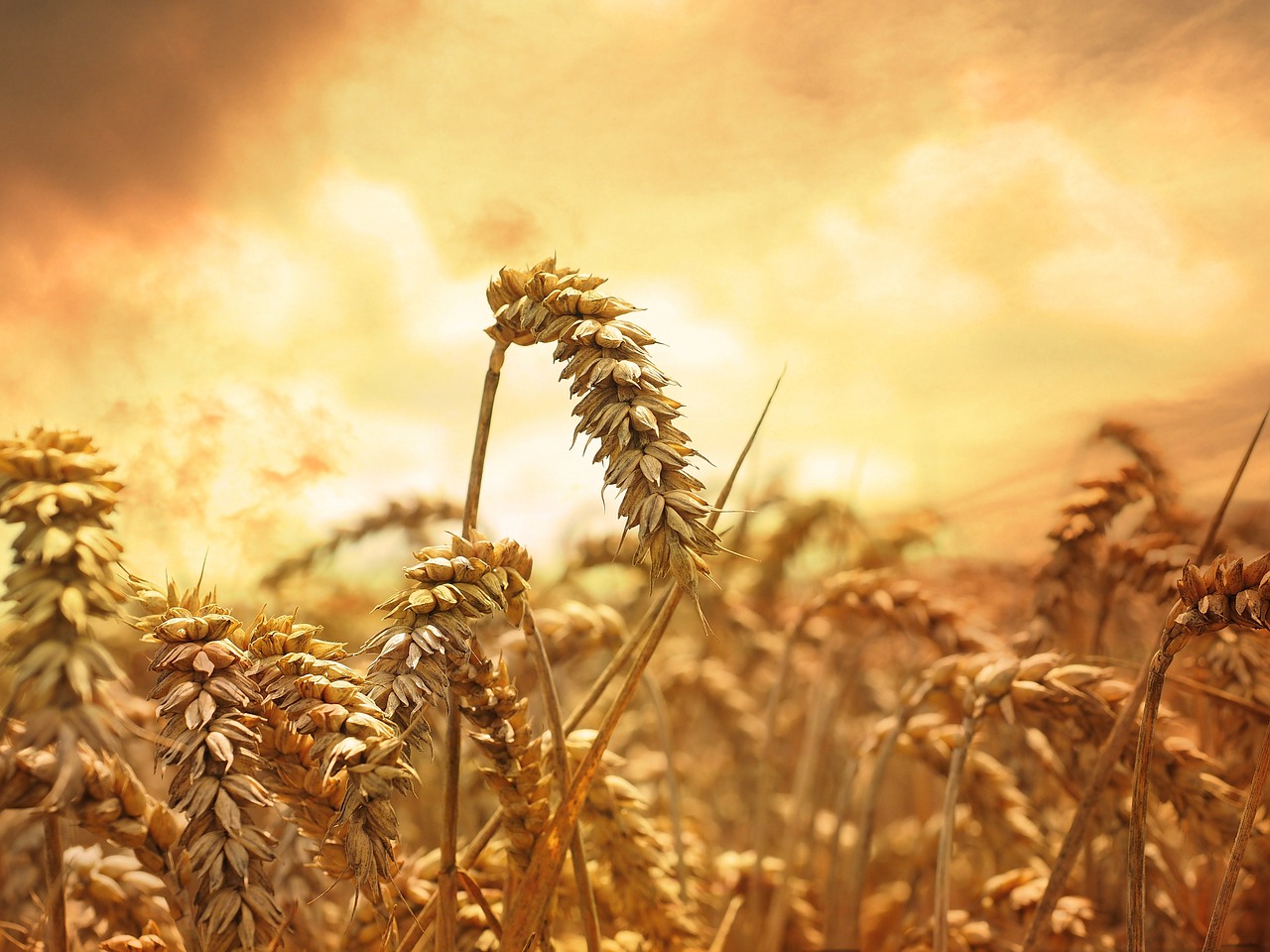 wheat grain cornfield free photo