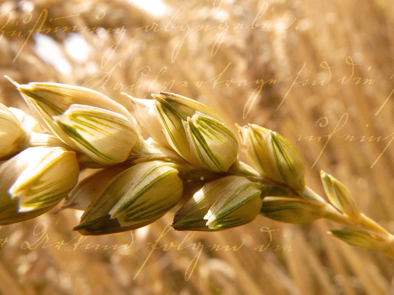 wheat grain cereals free photo