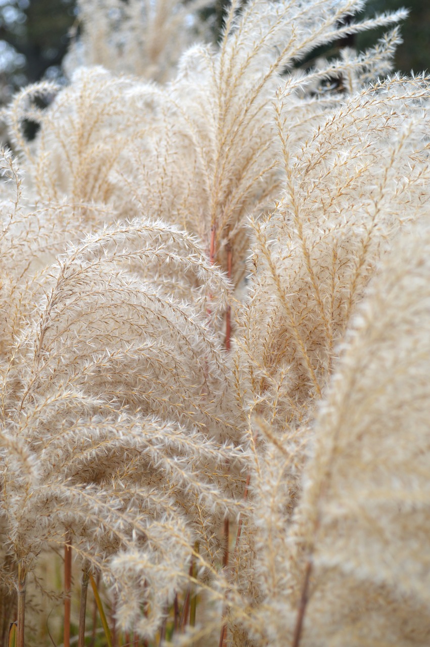 wheat grass cattail free photo