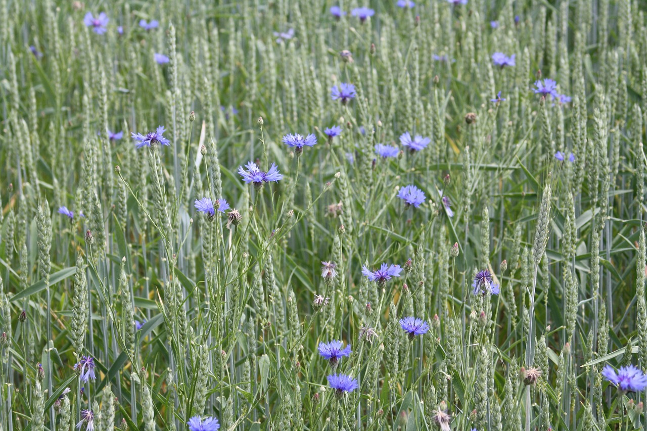 wheat summer field free photo