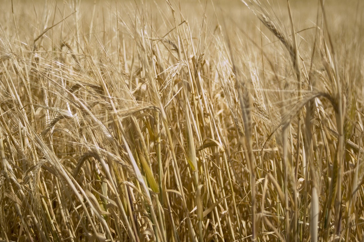 wheat gold field free photo