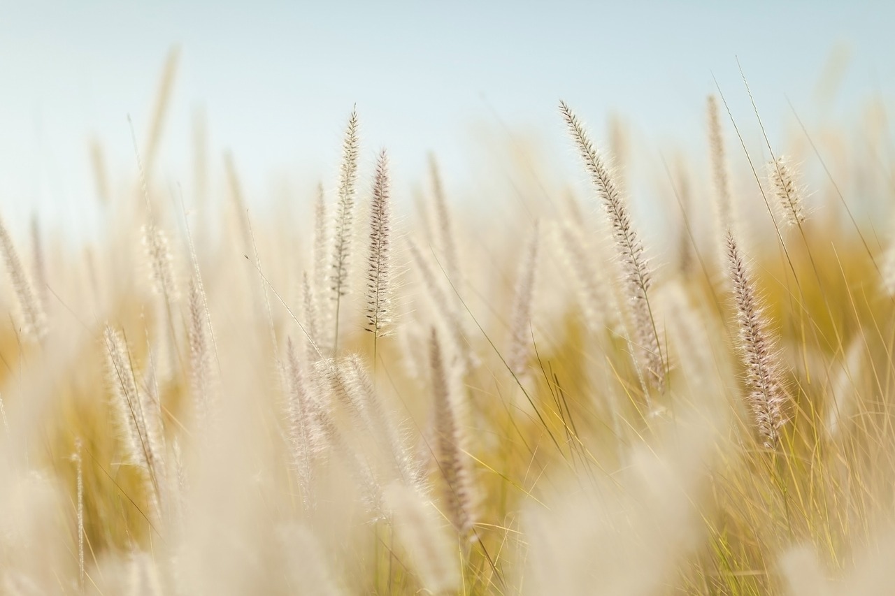 wheat plants field free photo