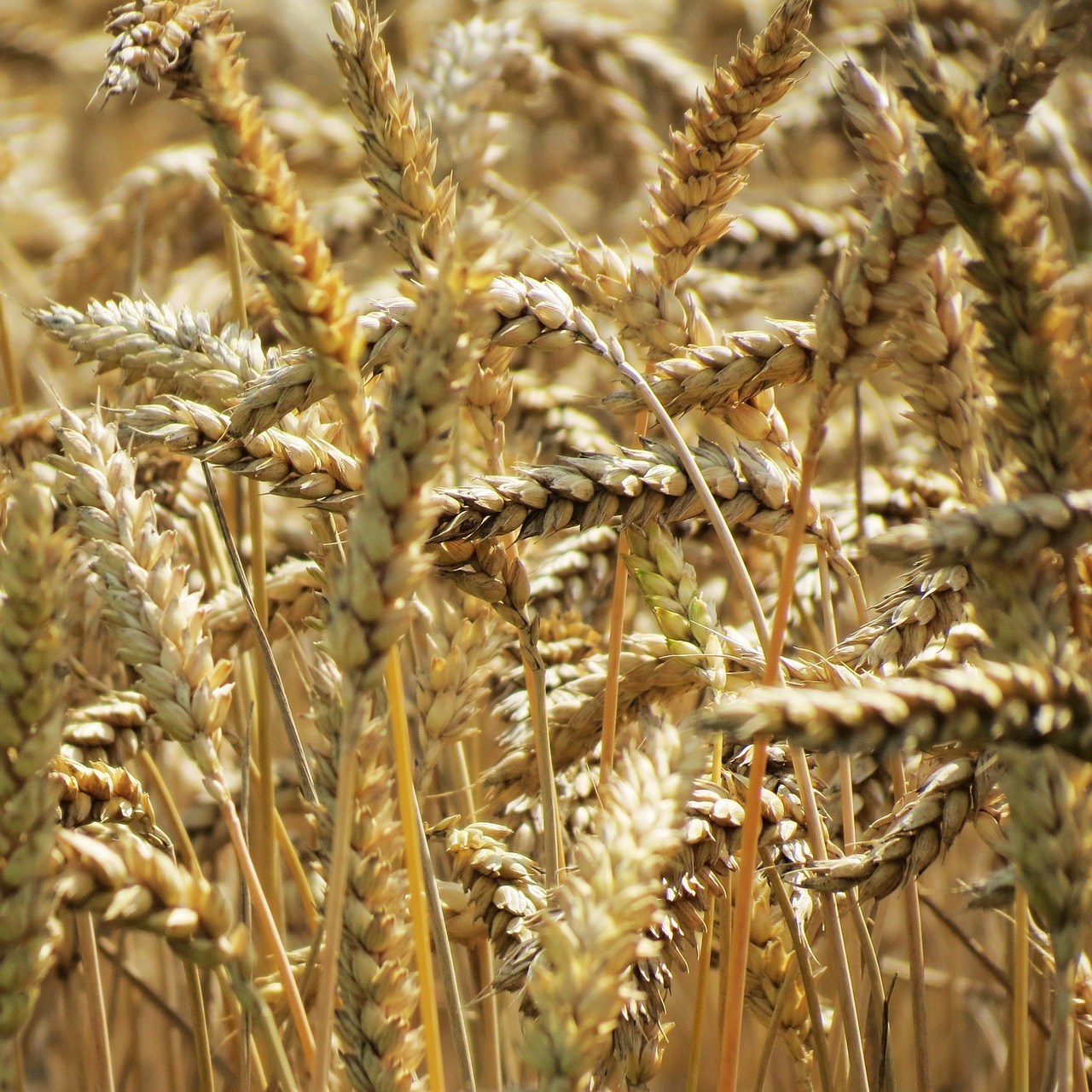 wheat agriculture harvest free photo