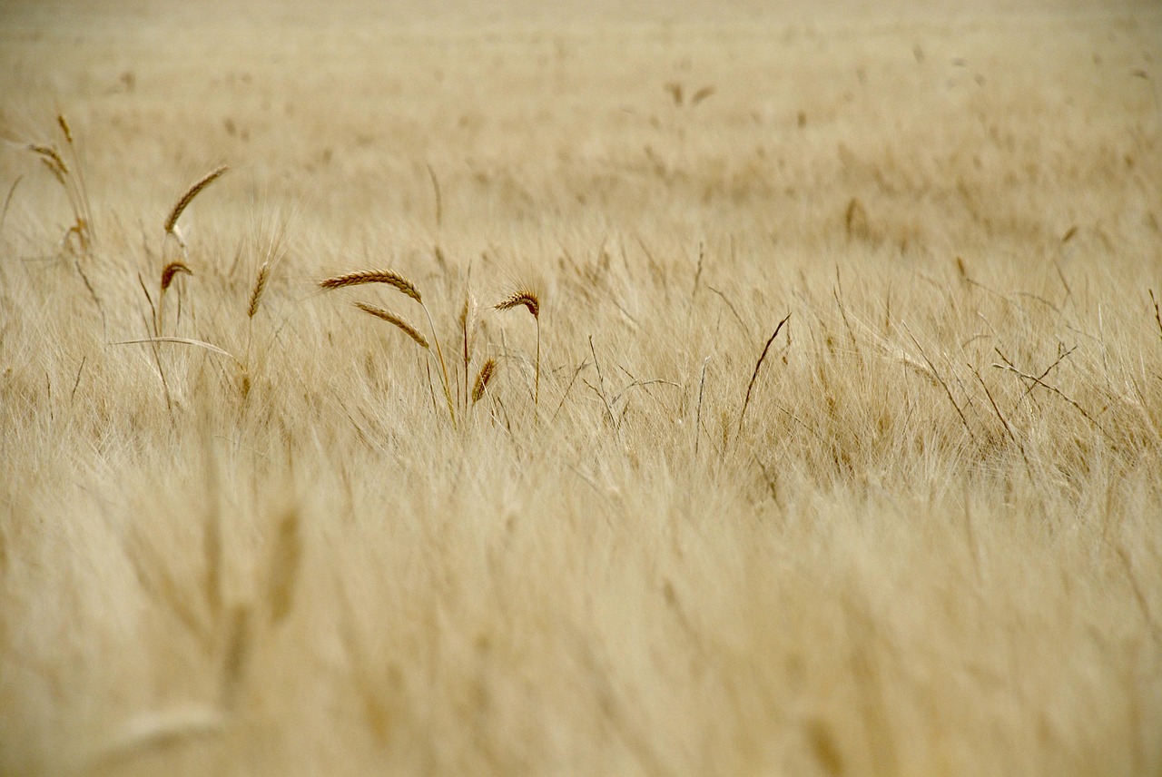 wheat field spring free photo