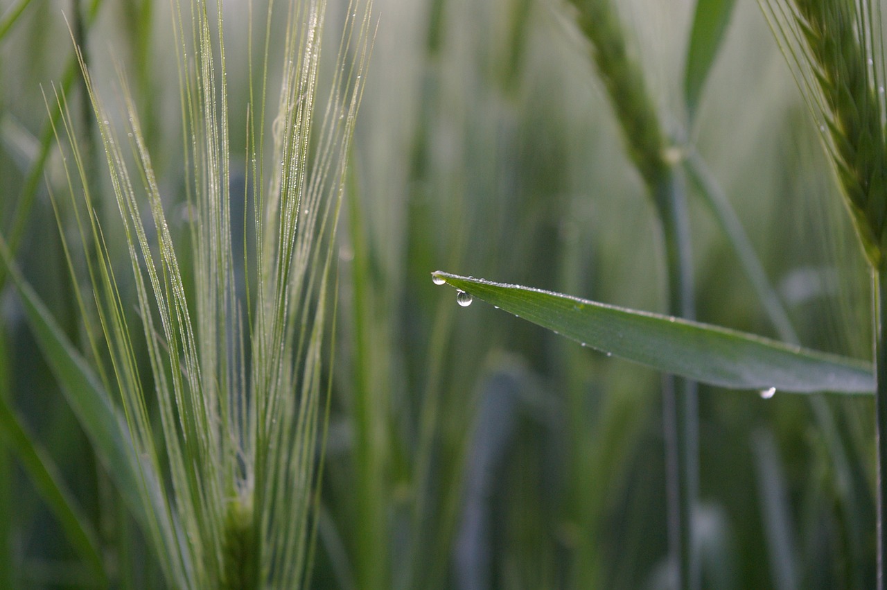 wheat wheat field morgentau free photo