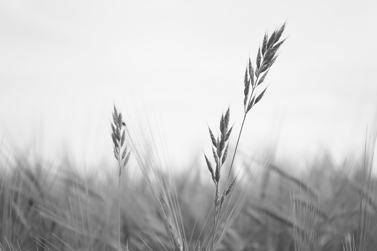 wheat black white free photo