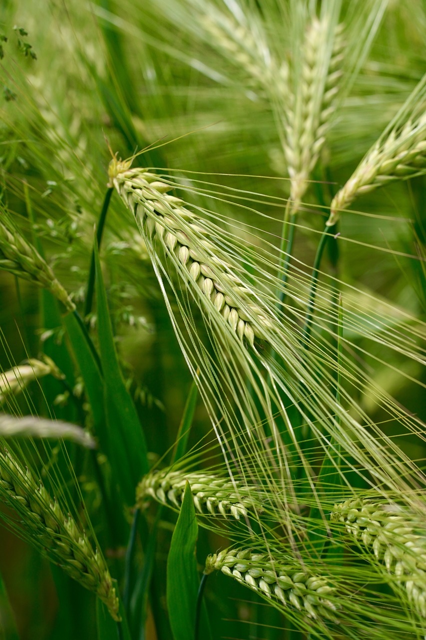 wheat ary nature free photo