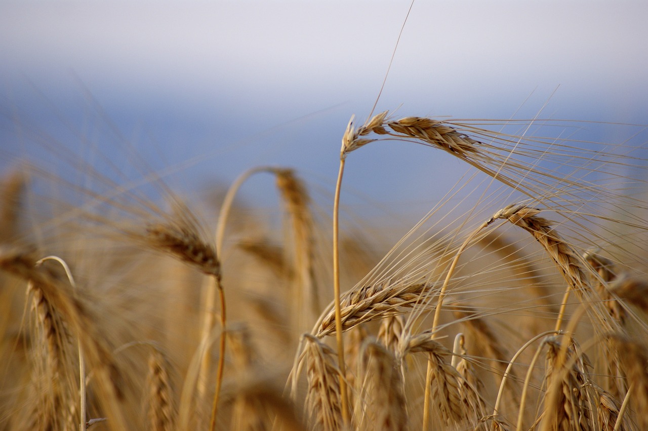wheat ripe harvest free photo