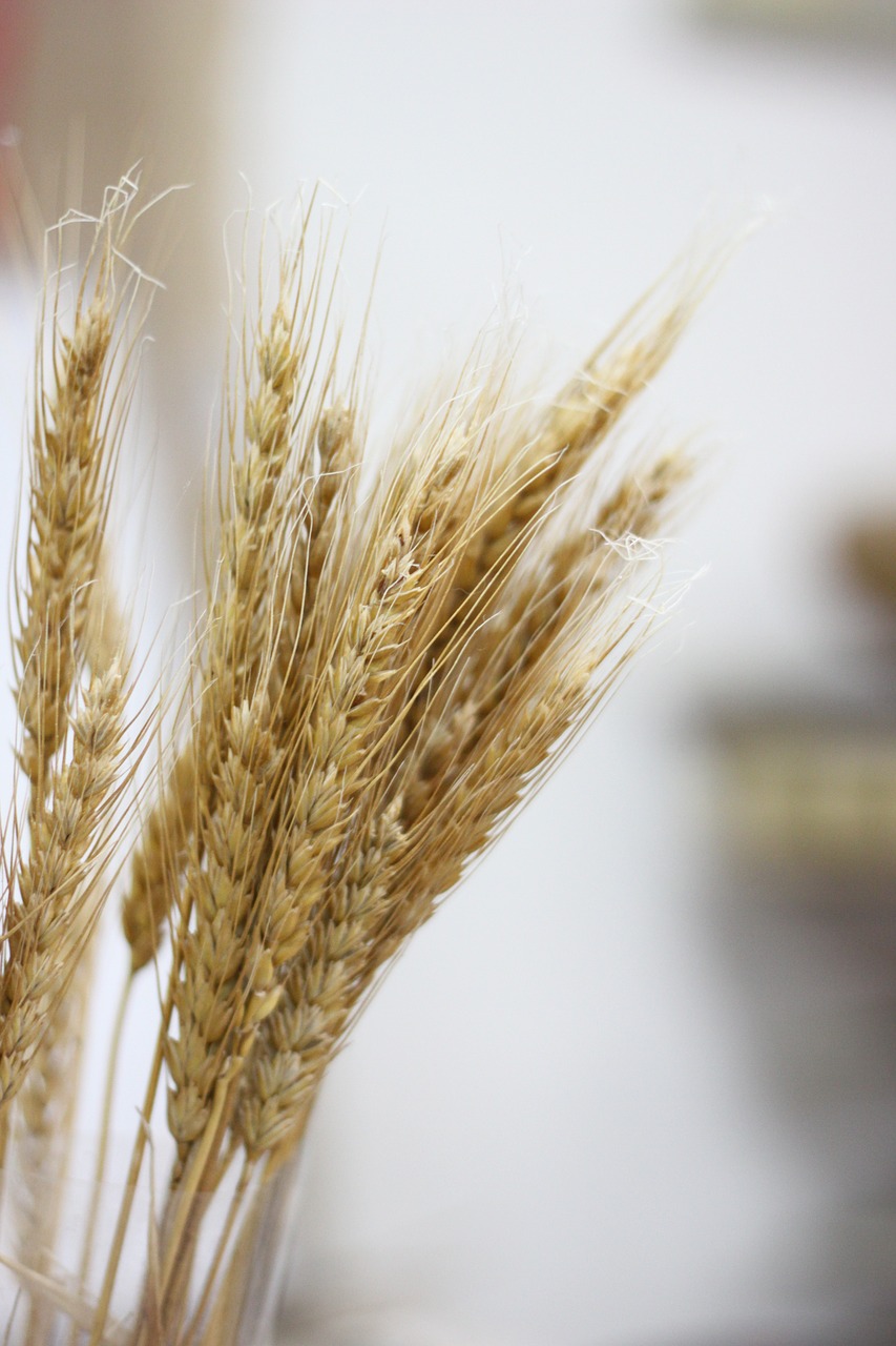 wheat nature plant free photo