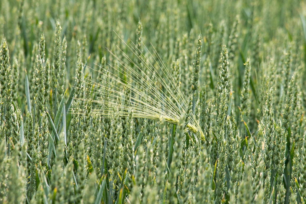 wheat barley cereals free photo