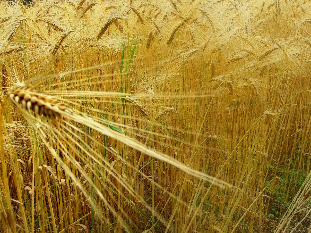 wheat epi field free photo
